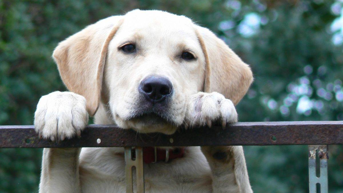 मानसून में Pet's की देखभाल : बारिश के 1 मौसम में पालतू जानवरों की सुरक्षा और स्वास्थ्य 1 मानसून में Pet's की देखभाल : बारिश के 1 मौसम में पालतू जानवरों की सुरक्षा और स्वास्थ्य