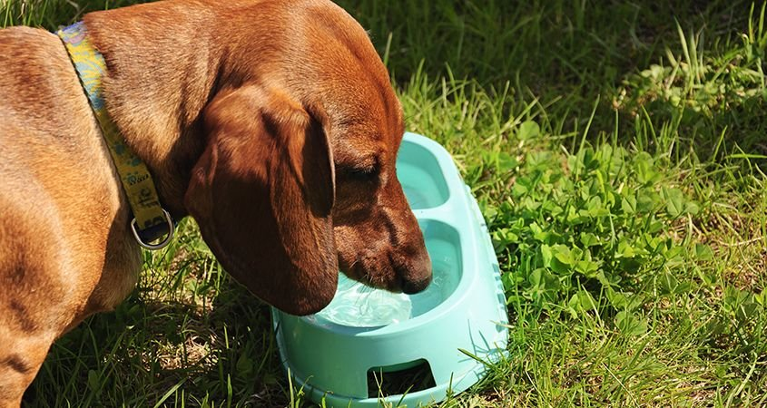 मानसून में Pet's की देखभाल : बारिश के 1 मौसम में पालतू जानवरों की सुरक्षा और स्वास्थ्य 4 image 1152