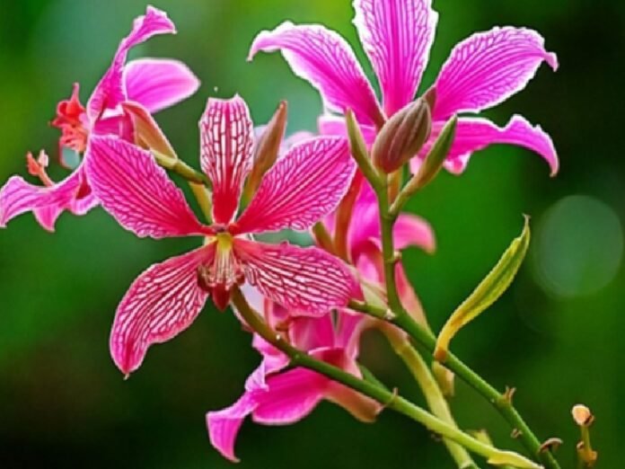 “1 पारंपरिक उपाय: Kachnar Root for Piles बवासीर के लिए कचनार की जड़ मानी जाती है लाभकारी, जानें प्रयोग का सही तरीका”