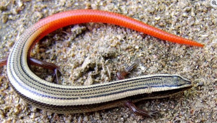 202602213681806 प्रकृति का अनदेखा रक्षक: स्किंक—‘सांप की मौसी’ नहीं, इकोसिस्टम के लिए बेहद अहम Skink Ecosystem Importance