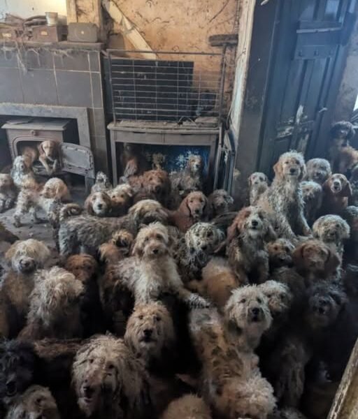 250 कुत्तों से भरा घर: हकीकत ने उड़ाए होश, तस्वीरें वायरल 250 dogs house case