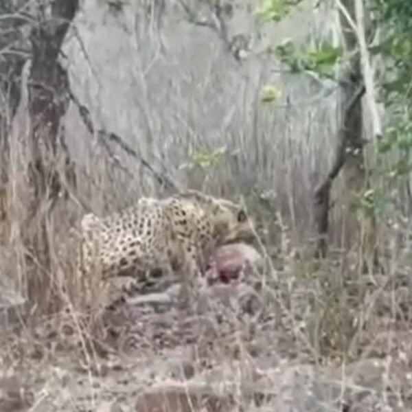 एमपी से राजस्थान पहुंचा चीता केपी-3: गांवों के पास दिखने पर अलर्ट, वन विभाग सतर्क MP cheetah KP-3 alert