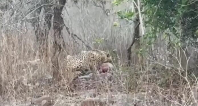 एमपी से राजस्थान पहुंचा चीता केपी-3: गांवों के पास दिखने पर अलर्ट, वन विभाग सतर्क MP cheetah KP-3 alert