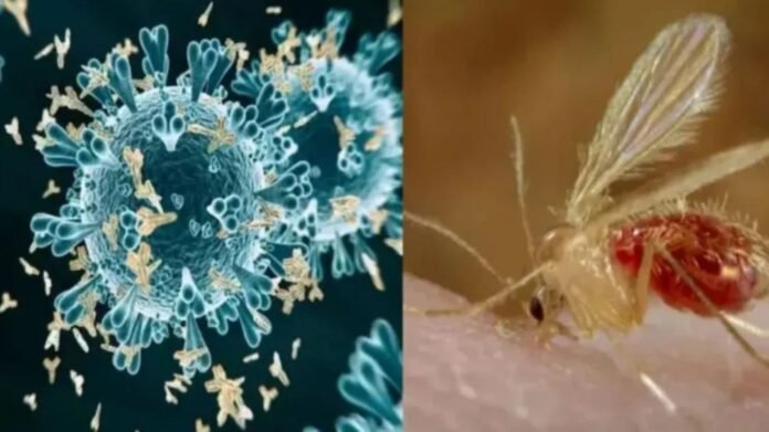 chandipura-virus-outbreak-central-team-njort-gujarat-rajasthan चांदीपुरा वायरस का कहर: केंद्र ने गुजरात-राजस्थान में भेजी नेशनल रेस्पॉन्स टीम, जांच तेज